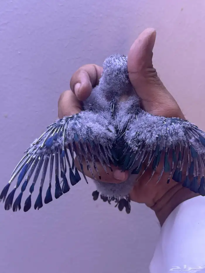 فرخ كنيور بلو شيك تم البيع الله يبارك الشاري 3