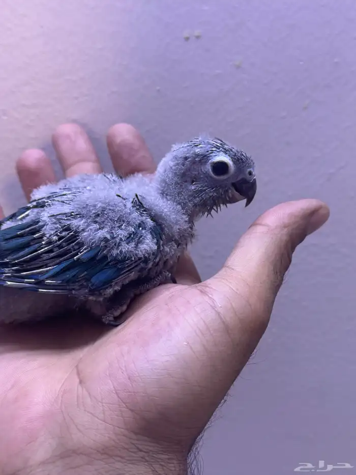 فرخ كنيور بلو شيك تم البيع الله يبارك الشاري 1