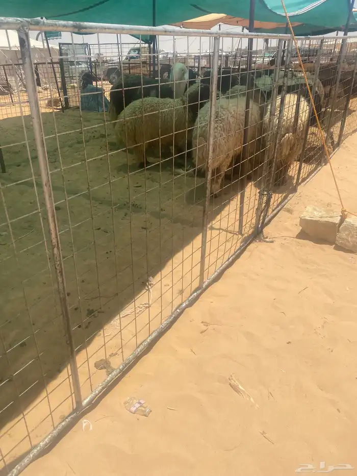 نوفر ذبائح فأخر وطيب و جذع 0
