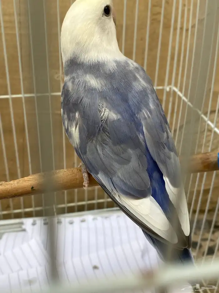 روز 2