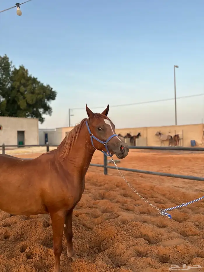 مهر عربي جمال واهو 6