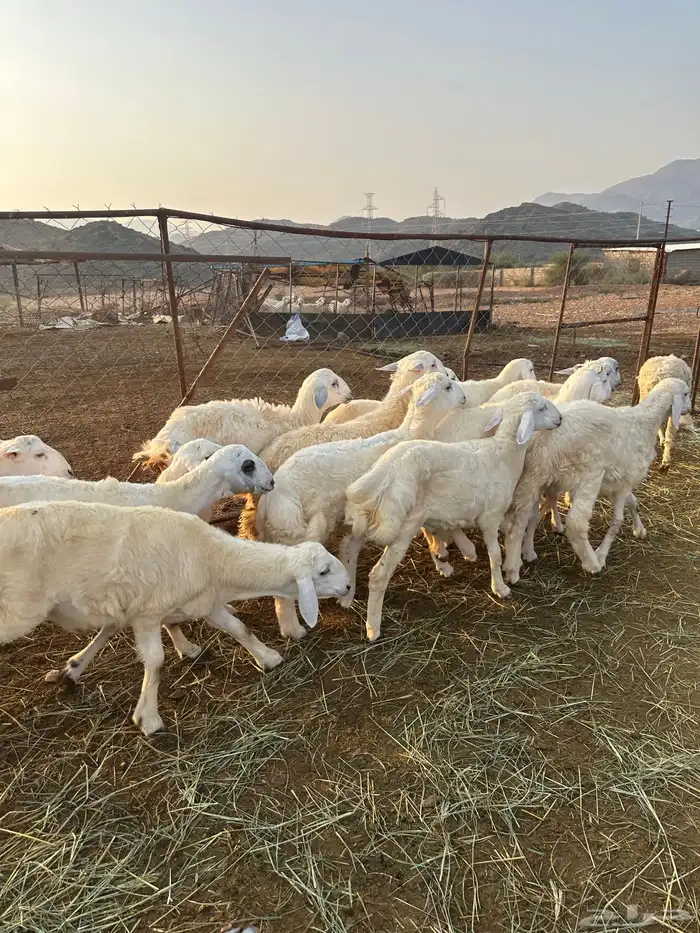 طليان سمان طرف وشعرة 6