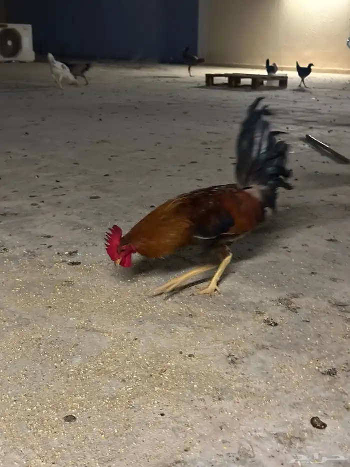 ااا 0