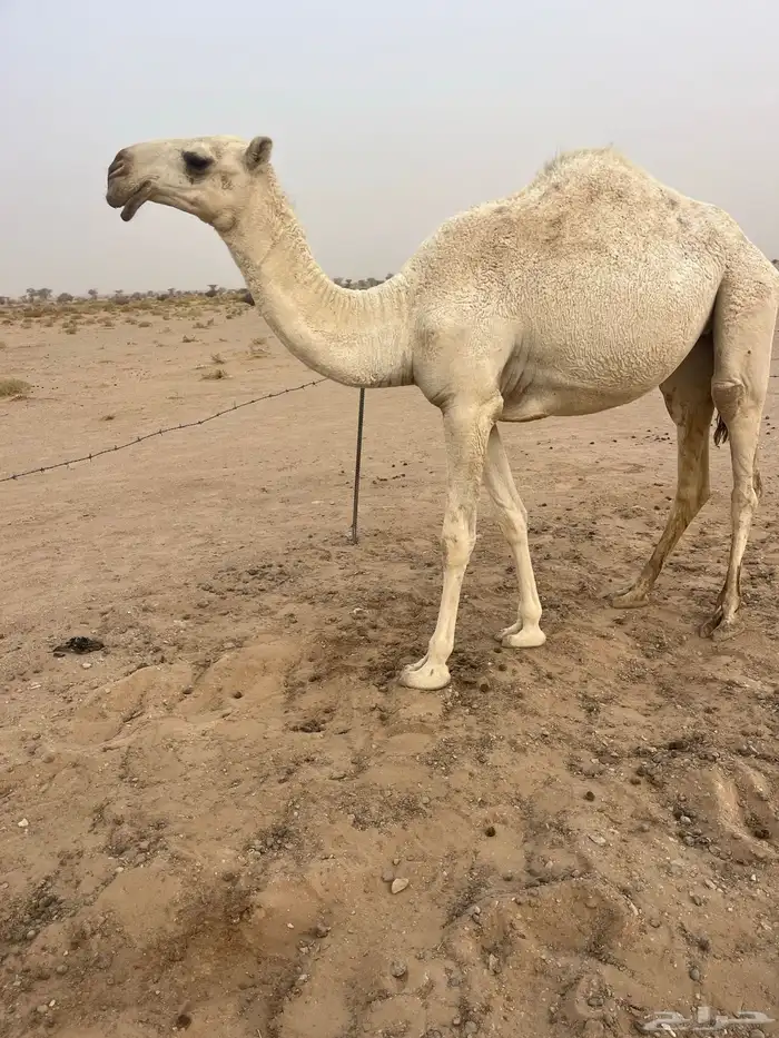 فحل اوضح رماني على فاهيان الفصام 2