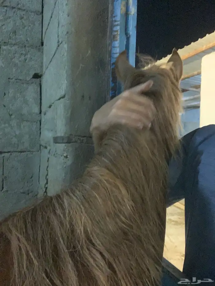 مهر للبيع 6
