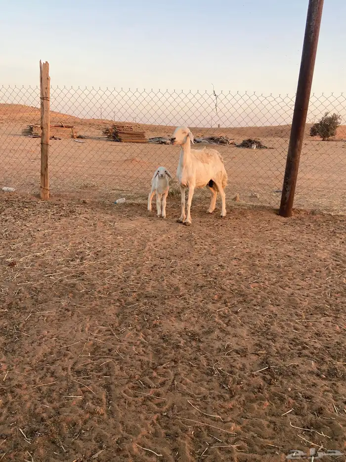 حريه معها خروف 6