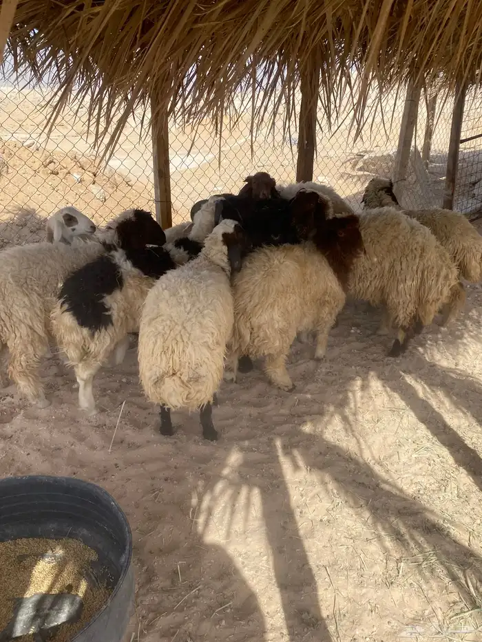 ذبايح طيبه بلدي 3