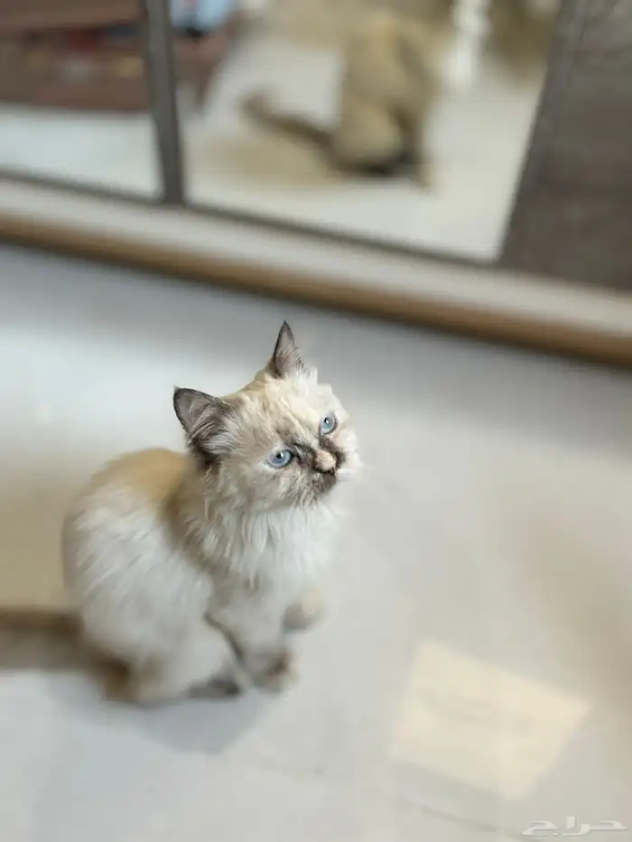 قطه للتبني ( تم التبني) 1