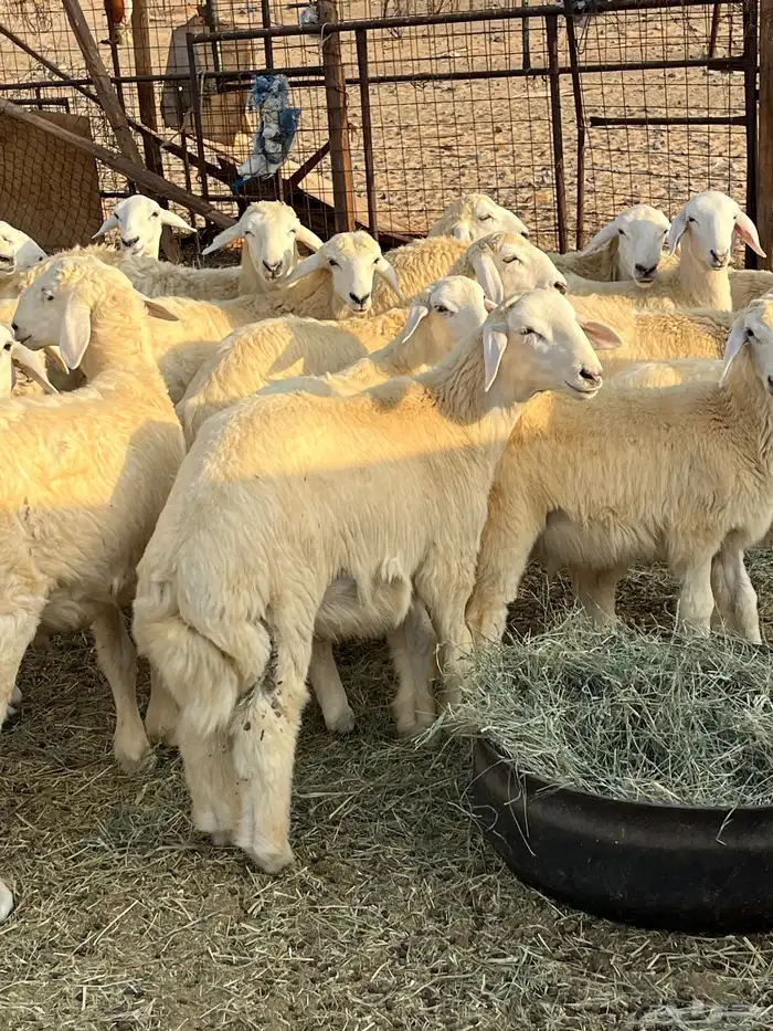 بهم حريات على مزاين الطائف 0
