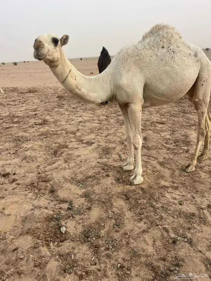 فحل اوضح رماني على فاهيان الفصام 4
