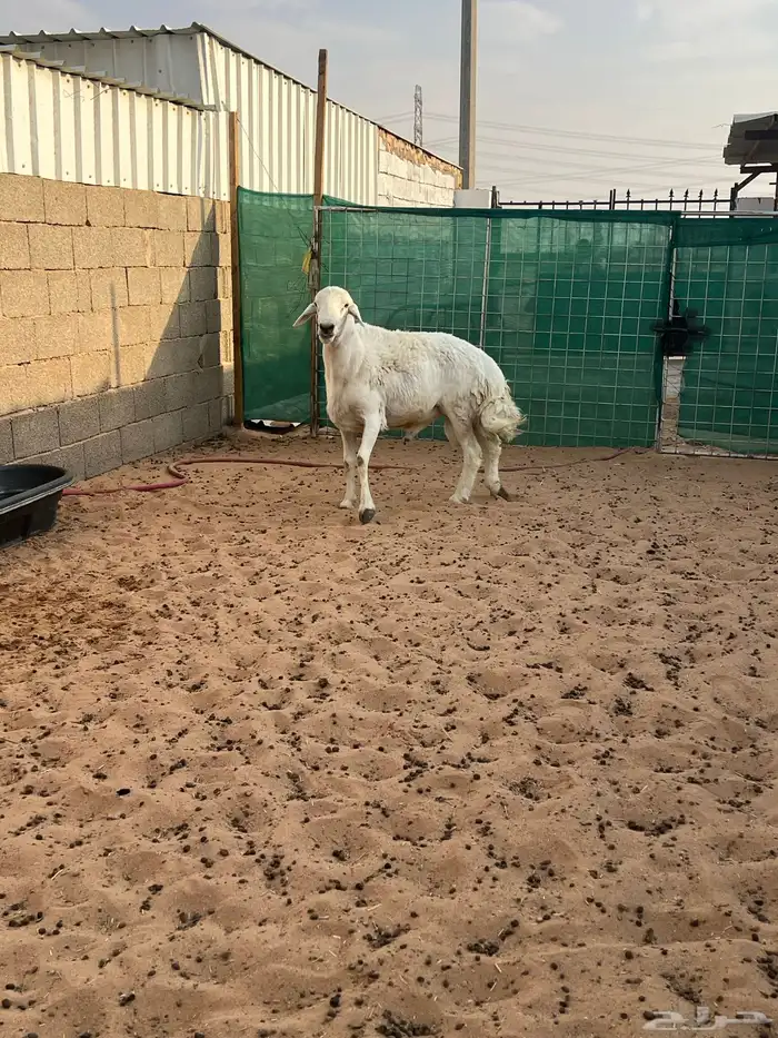 فحل حري مشروط ضراب وملطيه شرط 2