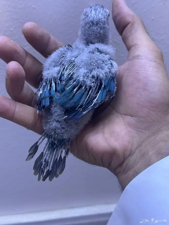 فرخ كنيور بلو شيك تم البيع الله يبارك الشاري 0