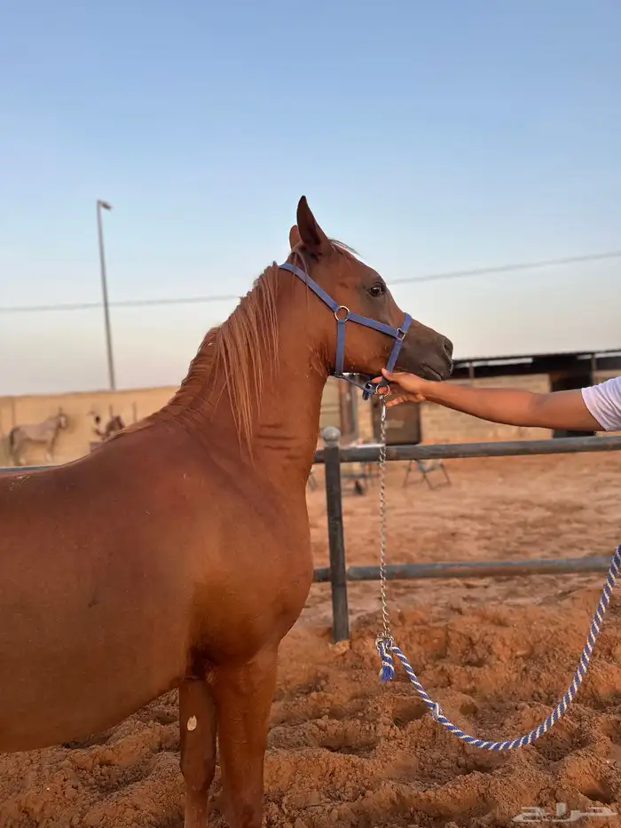 مهر عربي جمال واهو 4