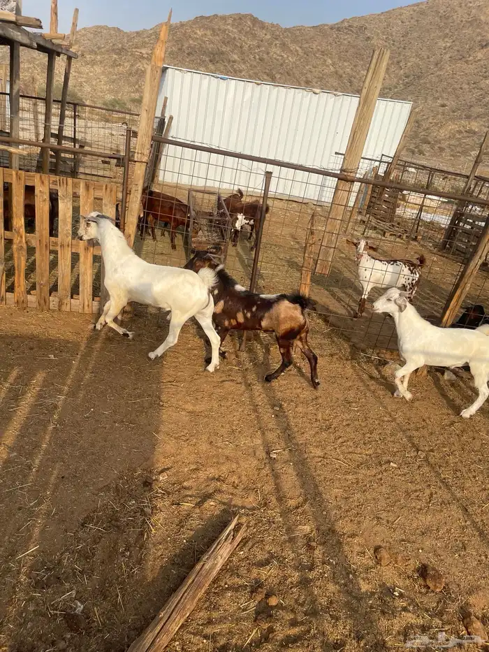 تيس ابهر فحل مشروط العمر9اشهر 3