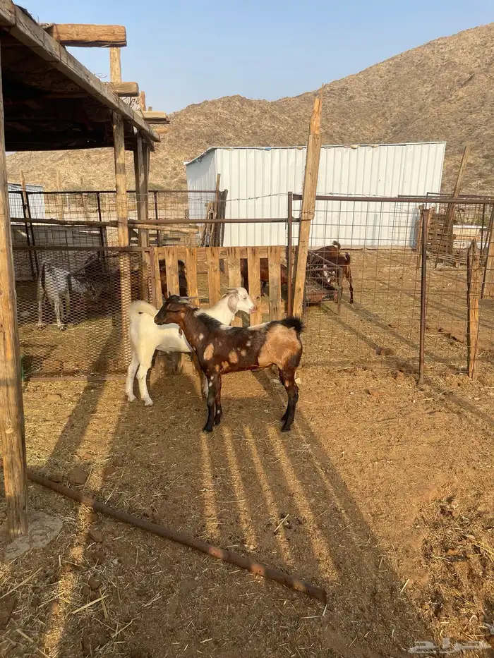 تيس ابهر فحل مشروط العمر9اشهر 1