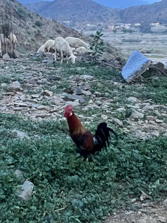 دجاج بلدي للبيع 5