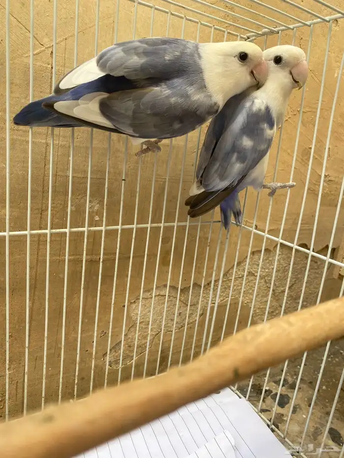 روز 0