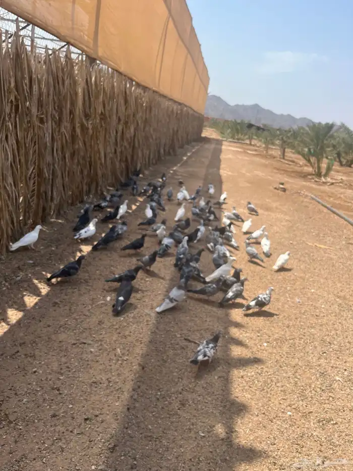 عشة حمام مشكل 0