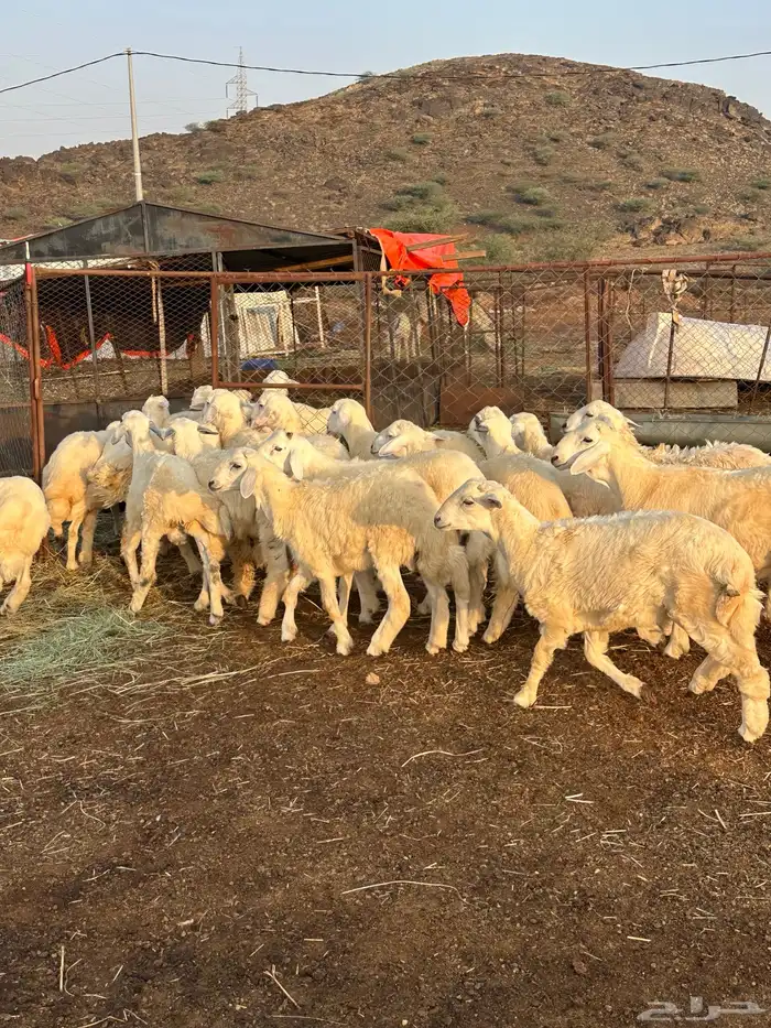 طليان سمان طرف وشعرة 2