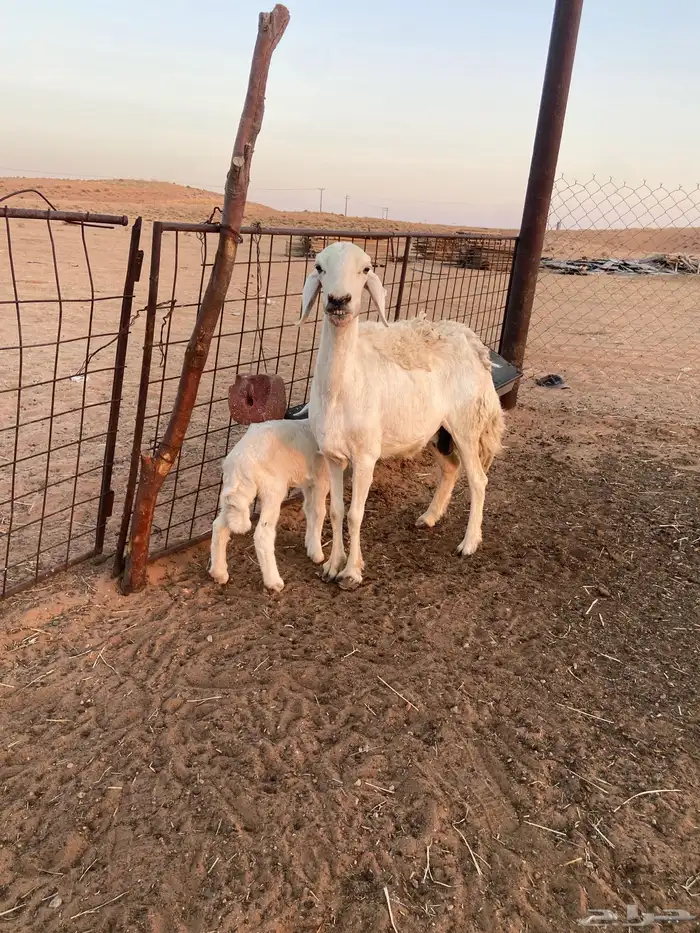 حريه معها خروف 2