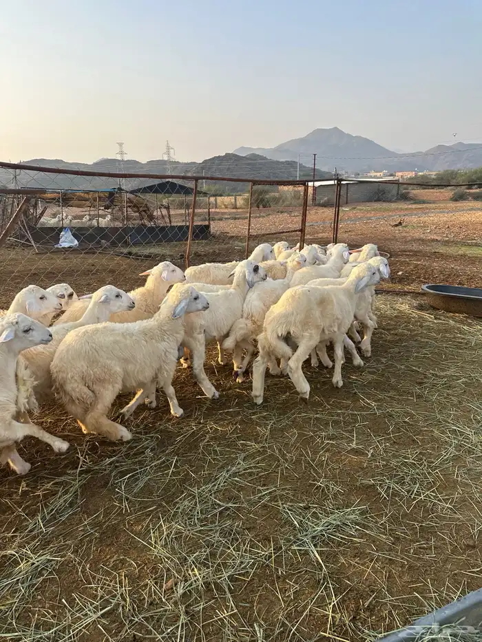 طليان سمان طرف وشعرة 5