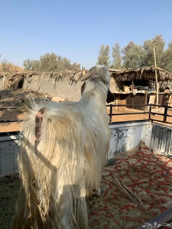 تيس فحل شرط القريع والإنتاج 0
