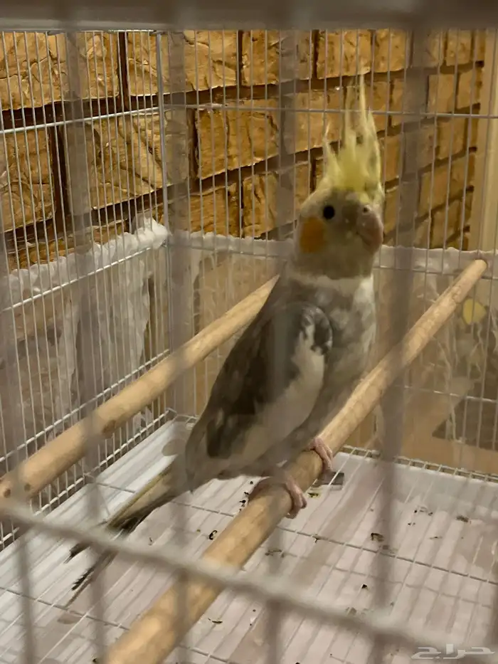 بيع طيور 2