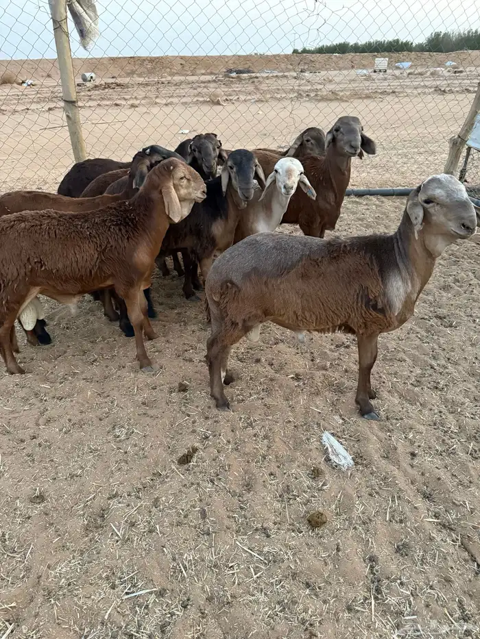 سواكن جذعان 0