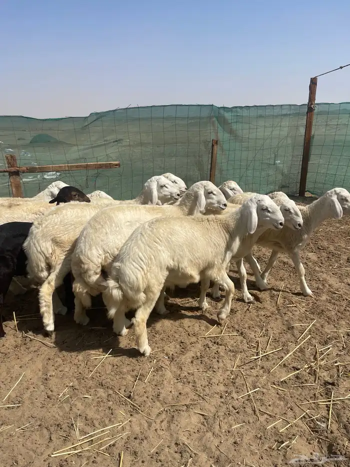 ذبائح حري نظيفه من الابر والمكعبات يوجد ذبح وتغليف وتوصيل 2