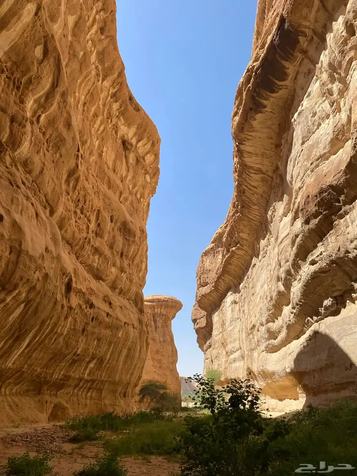 مطلوب باصات ركاب تشغيل شركة ارى وطن 11