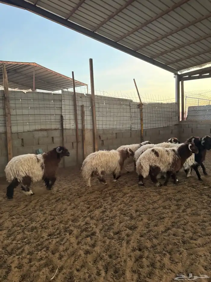خرفان نعيم 4