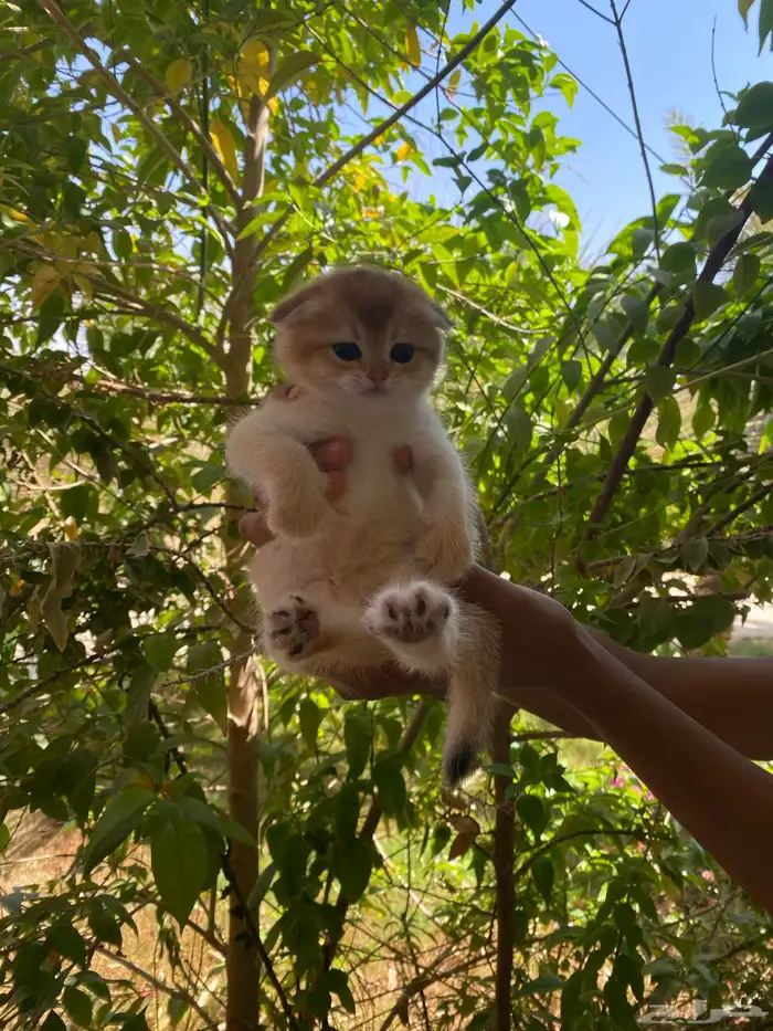 سكوتش فولد ذكر تم البيع 0