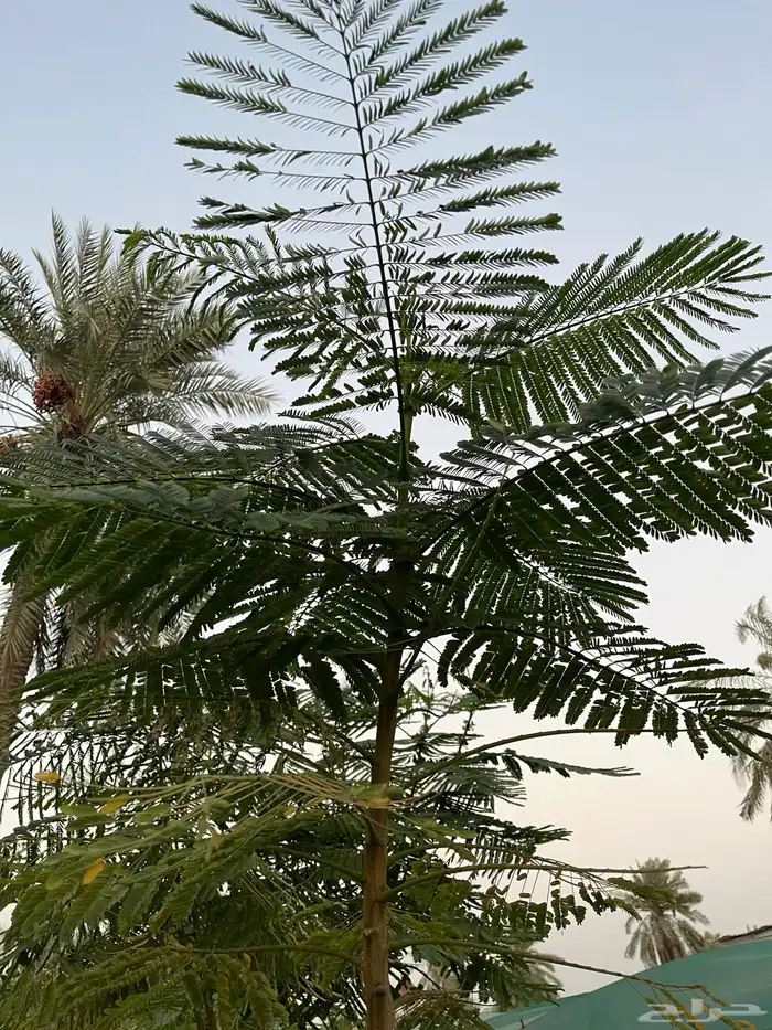 شتلات البونسيانا 1