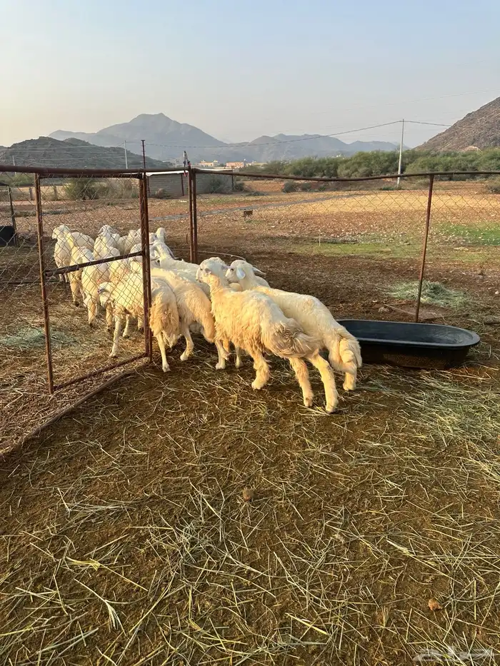 طليان سمان طرف وشعرة 3