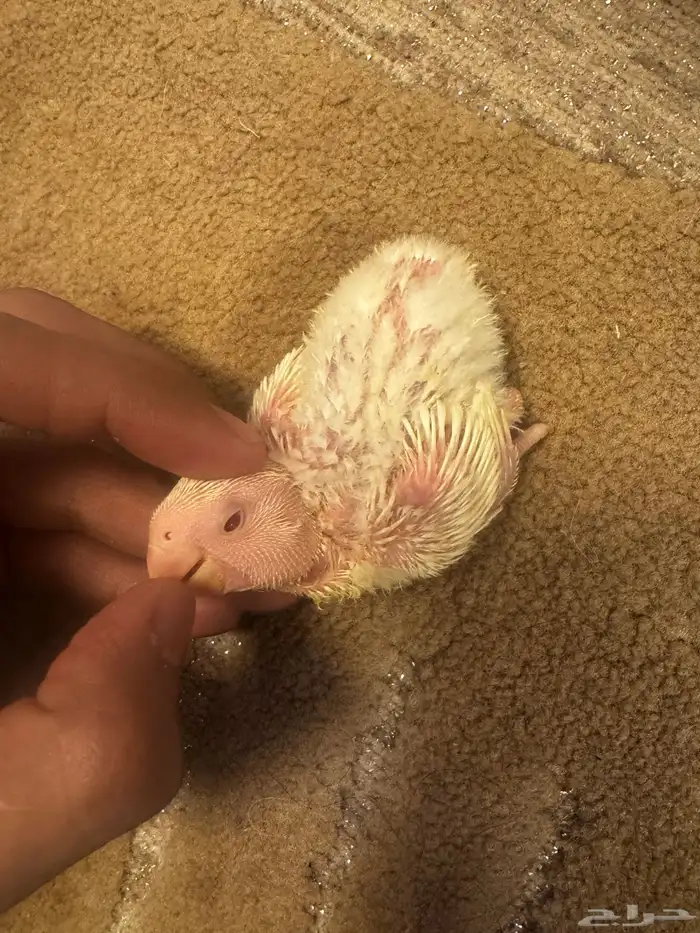 فروخ روز الالبينو 2