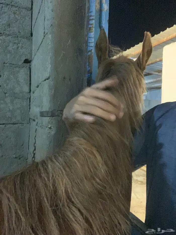 مهر للبيع 5