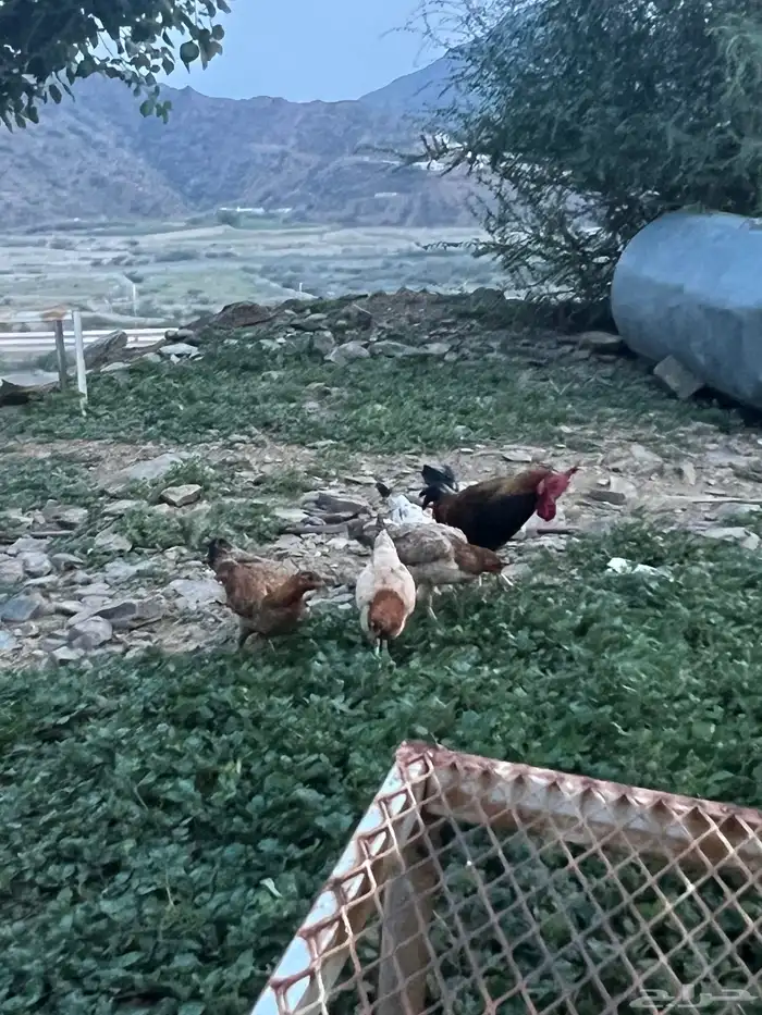 دجاج بلدي للبيع 4
