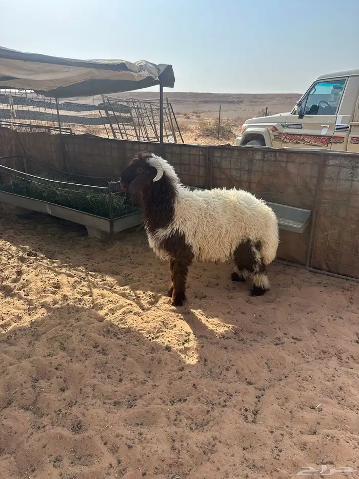 نعيمي طيب طرف وشعره 0