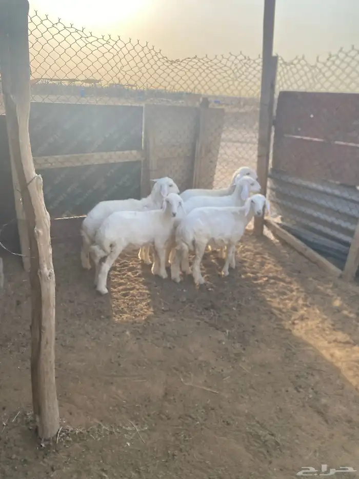 الرخال طيبه 2