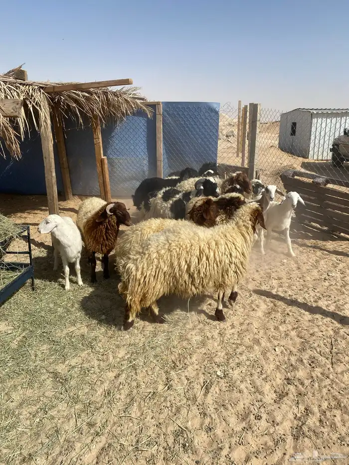 ذبايح طيبه بلدي 0
