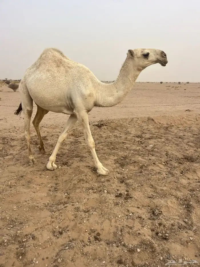 فحل اوضح رماني على فاهيان الفصام 3