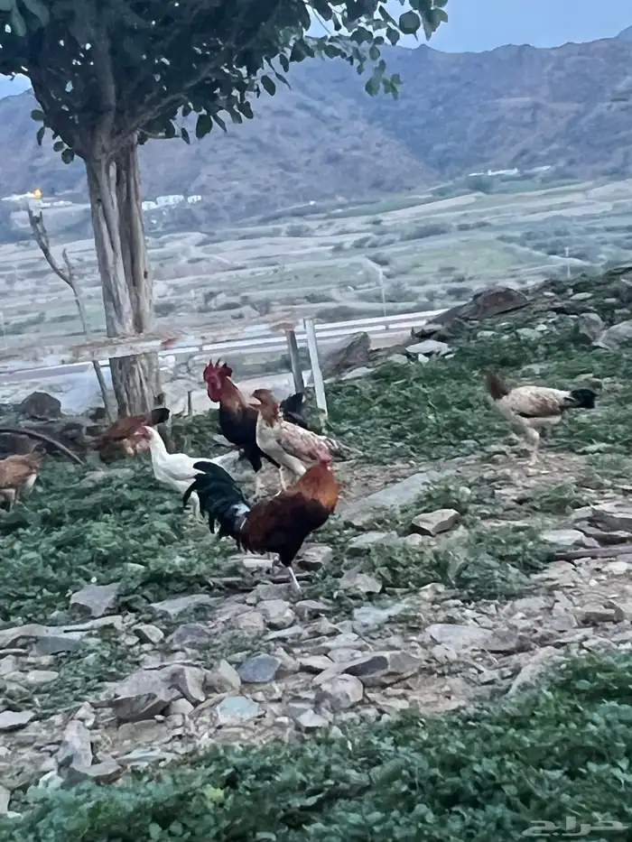 دجاج بلدي للبيع 3