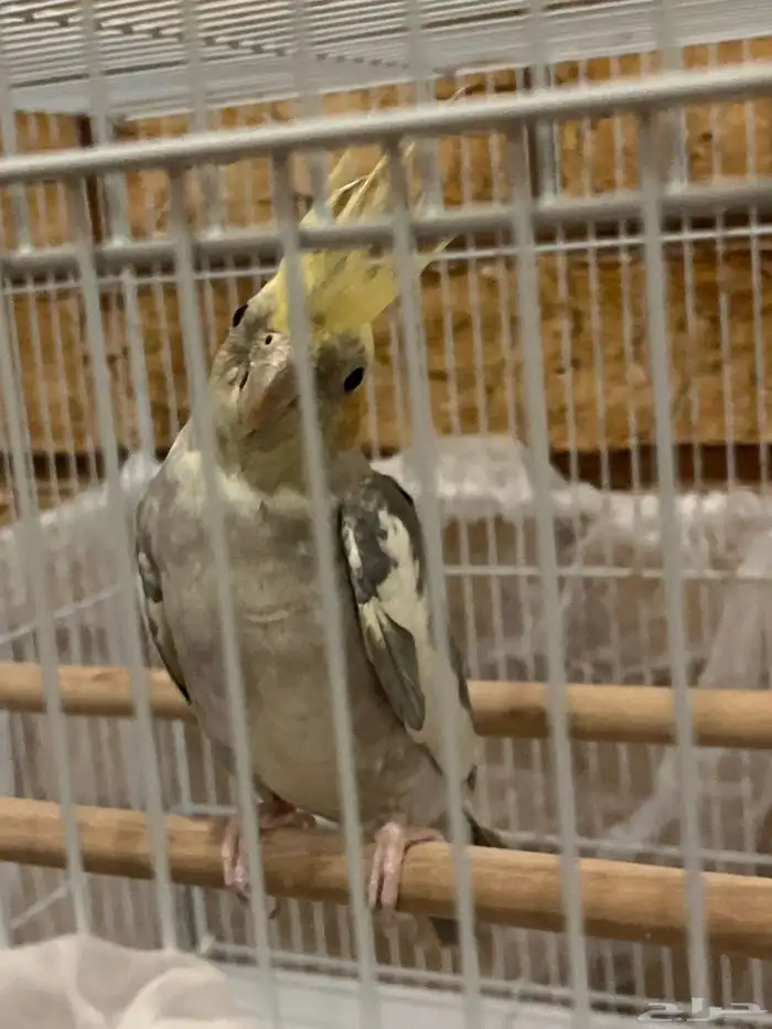 بيع طيور 1