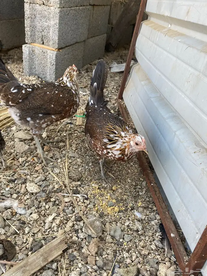 دجاج ماكنتوش العربي القديم 39