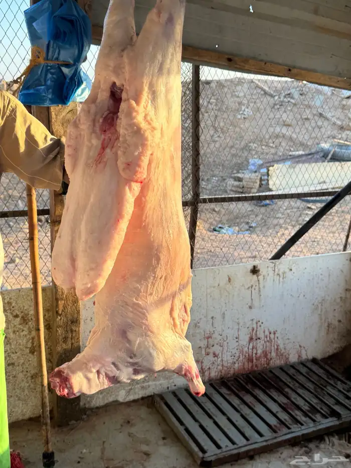 ذبايح رفيدي فل شحم مرابي شرط ووزن 7