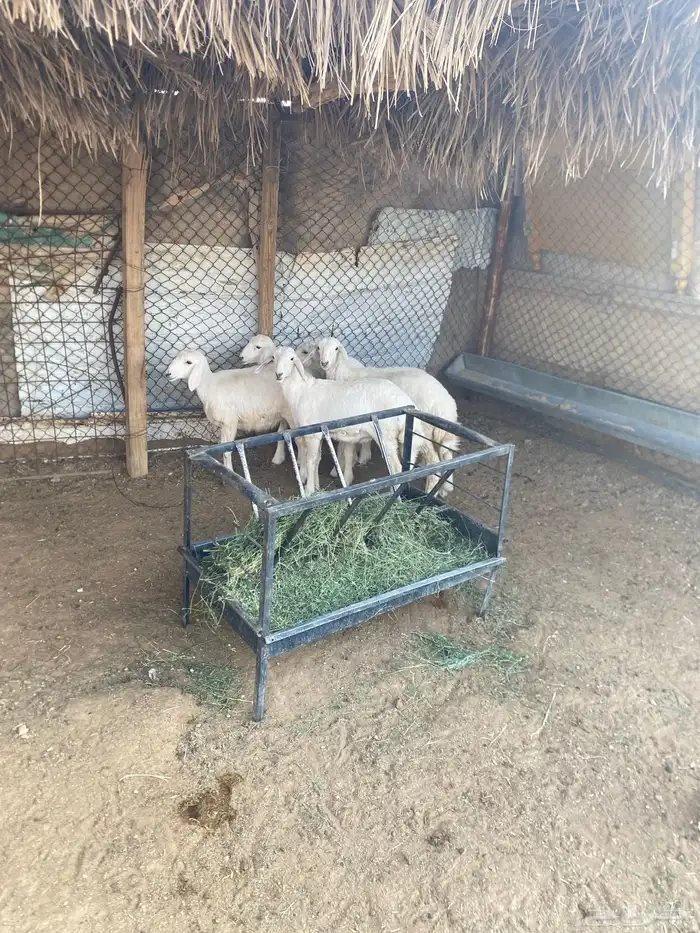 الرخال طيبه 0
