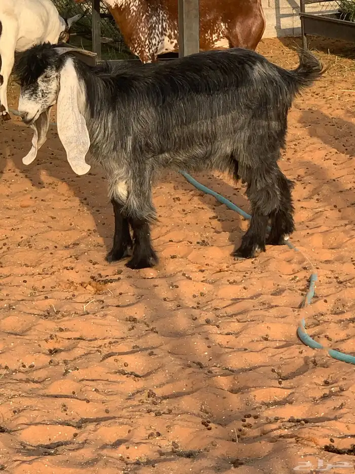 عنز ثنية 3
