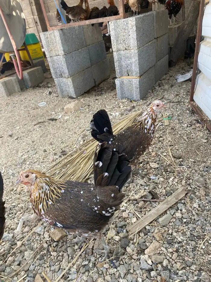 دجاج ماكنتوش العربي القديم 38