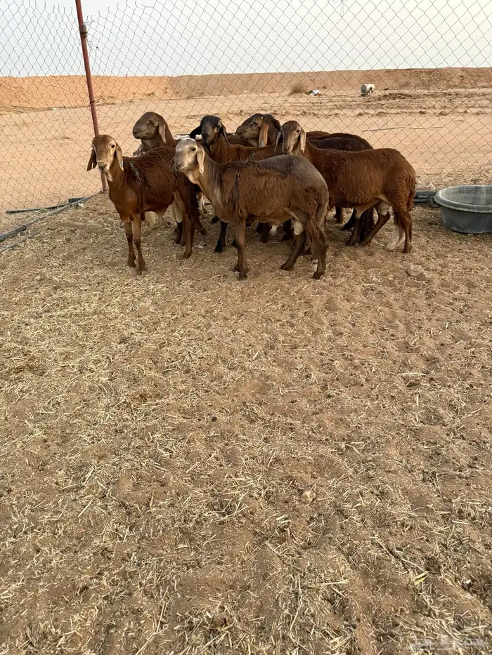 سواكن جذعان 3