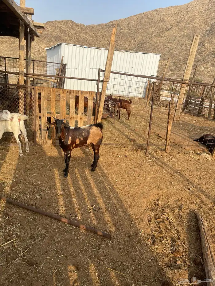 تيس ابهر فحل مشروط العمر9اشهر 2